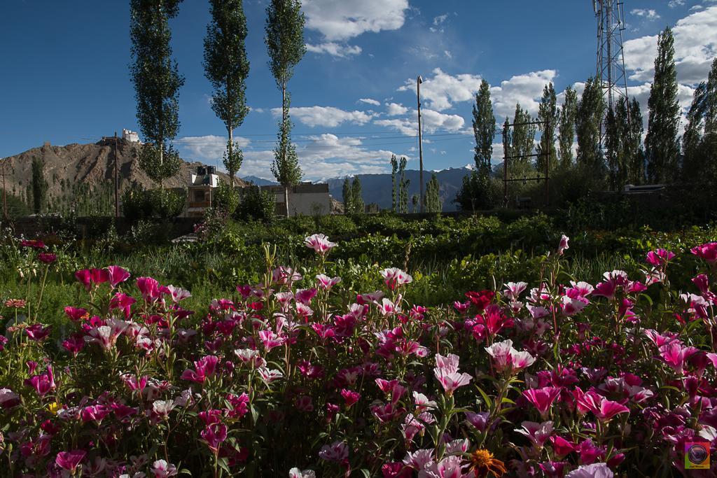 Shaolin Ladakh Ξενοδοχείο Λεχ Εξωτερικό φωτογραφία